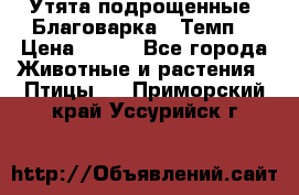 Утята подрощенные “Благоварка“,“Темп“ › Цена ­ 100 - Все города Животные и растения » Птицы   . Приморский край,Уссурийск г.